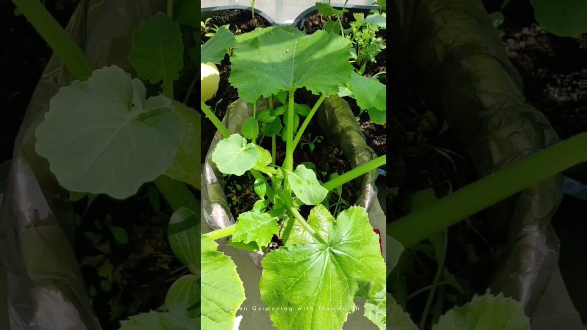 BALCONY Gardening Inspiration|July gardening|Container Gardening #gardening #balconygarden #farming
