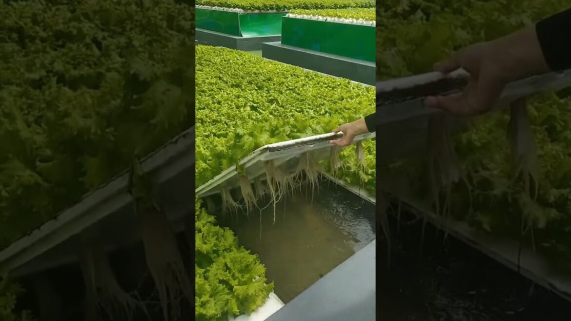 #shorts #agriculture #farmer #youtbeshorts#china #vegetable #noamanreaction #cropmanagement #shorts #agriculture #farmer #youtbeshorts#china #vegetable #noamanreaction #cropmanagement