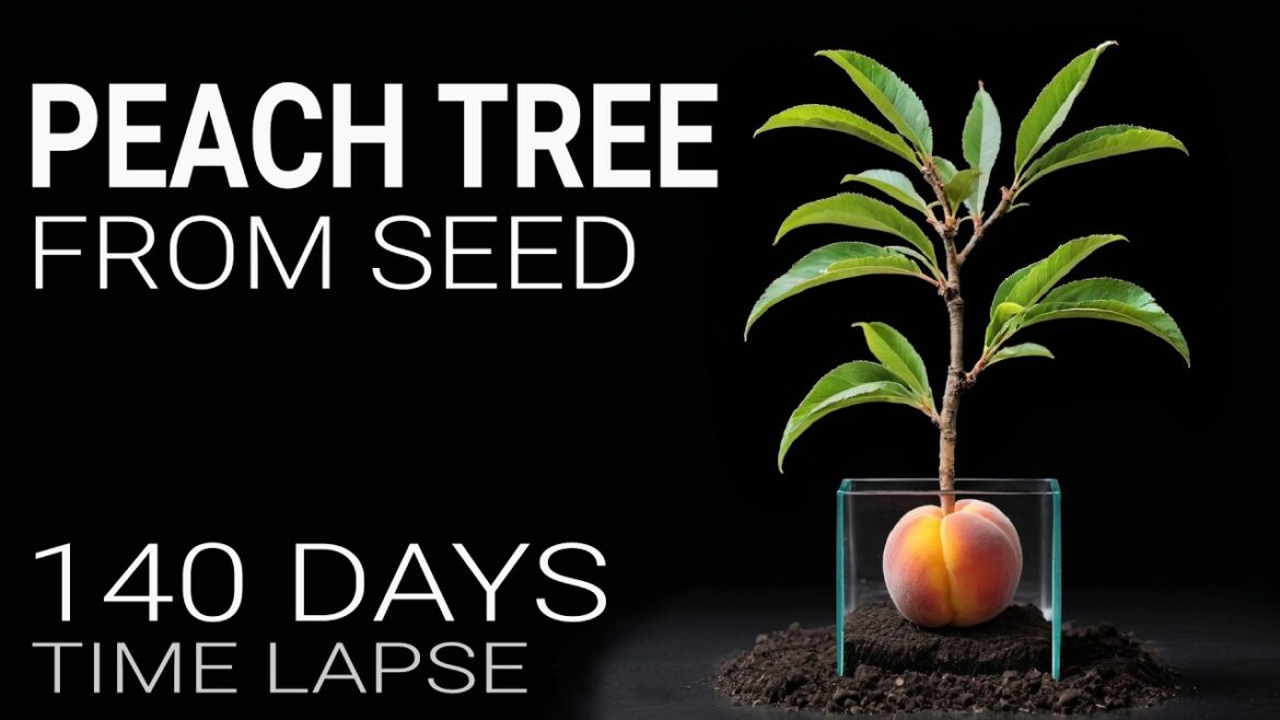 I Grew a Peach Tree from Seed in 140 days - Here's How