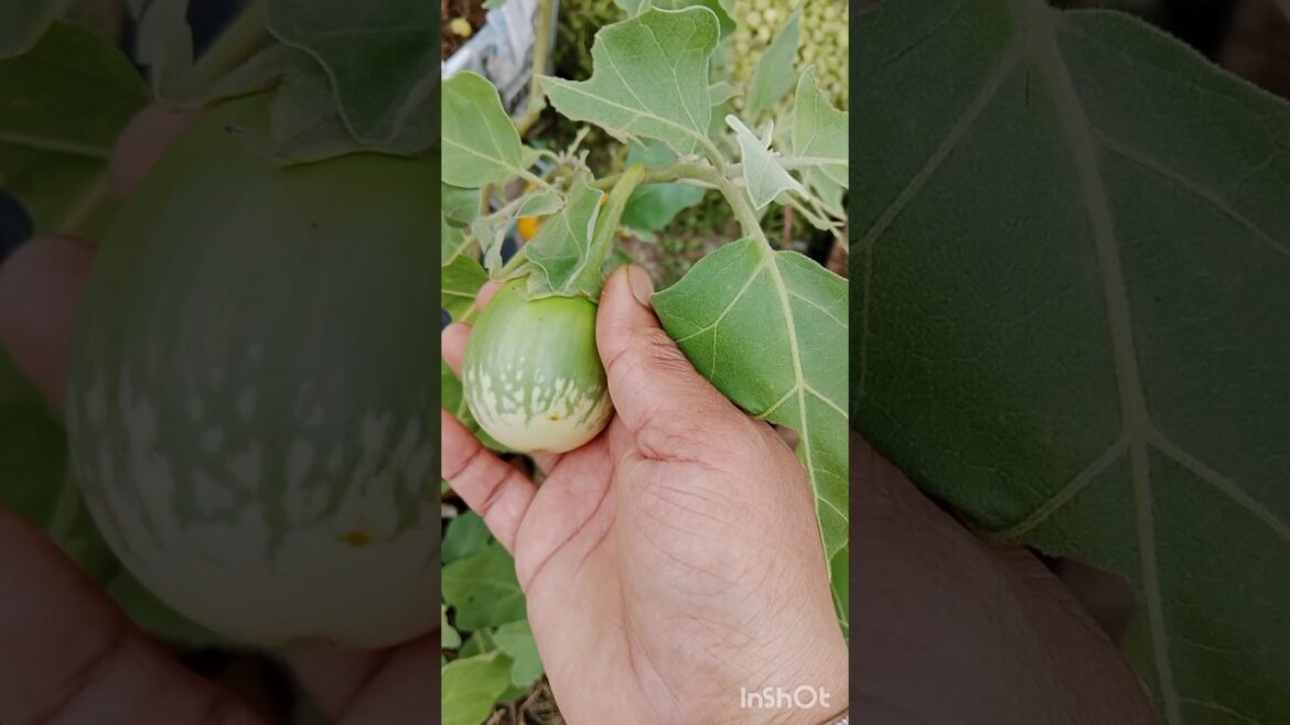 अपने गार्डन से harvest की गई सब्जियों की खुशी gardener ही समझ सकता है #shortsvideo#garden #organic