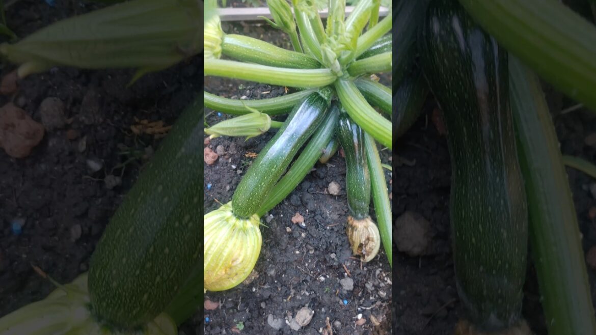 Growing vegetables in the UK update #vegetablegardening #courgettes #viralvideos #viralshort #short