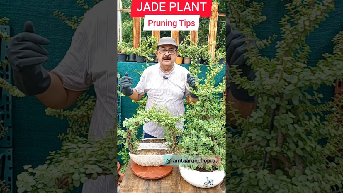 Essential Pruning Tips for a Thriving Jade Plant