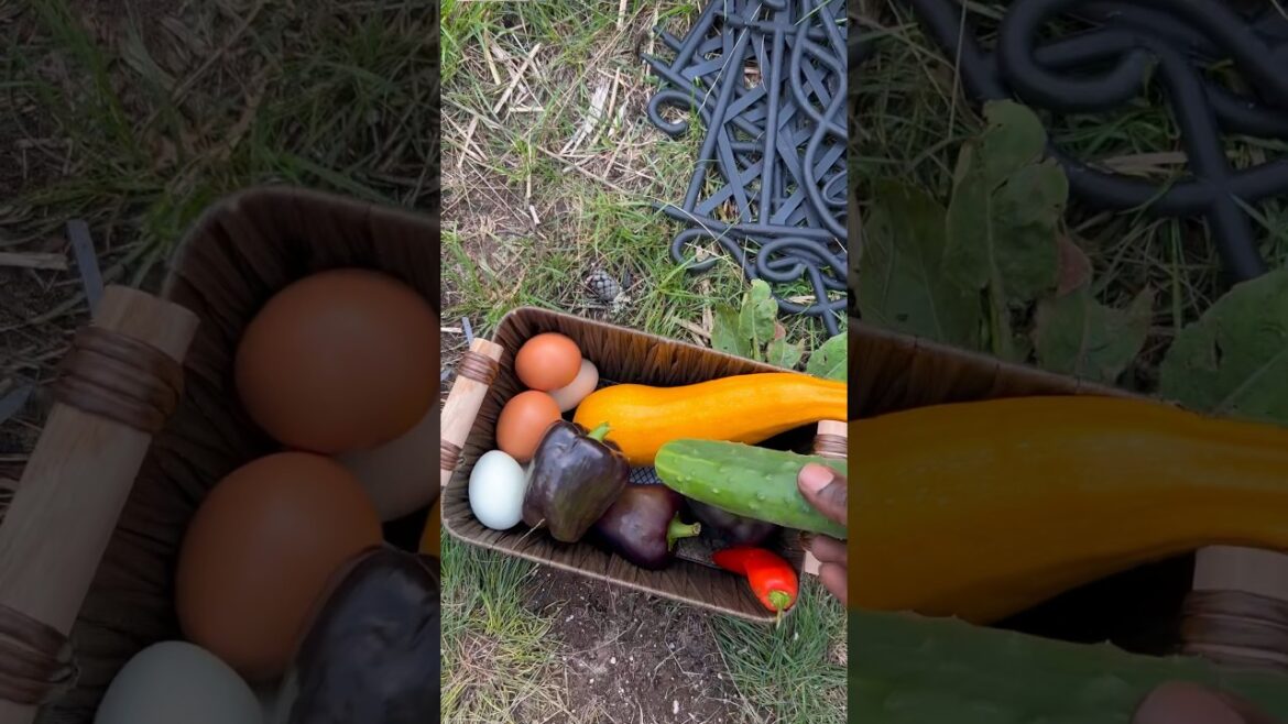 Garden harvest, and collecting eggs in the backyard zone 3 #shorts #garden
