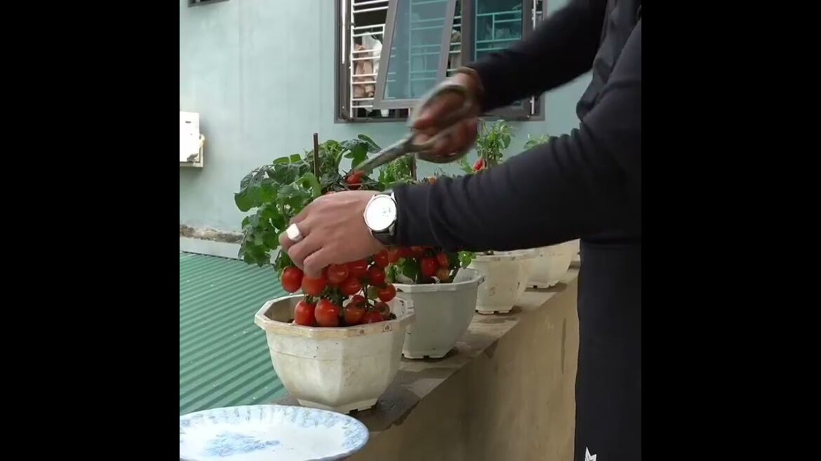 "Maximizing Tomato Yield in Container Gardening"