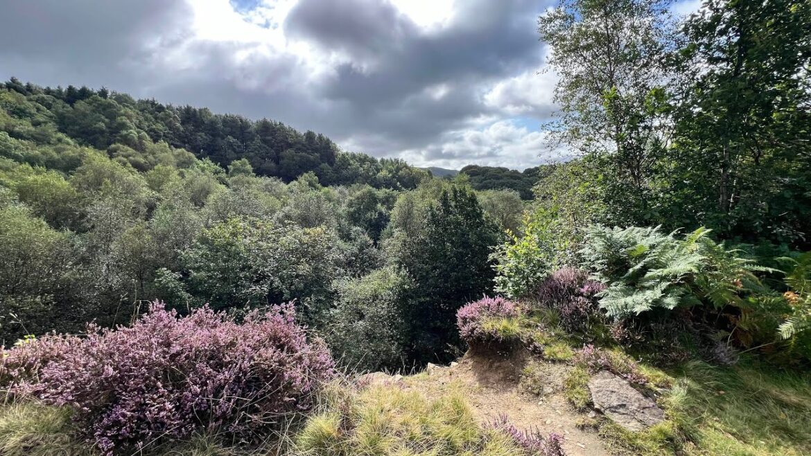 The gardening week ~ making passata and high winds! The gardening week ~ making passata and high winds!