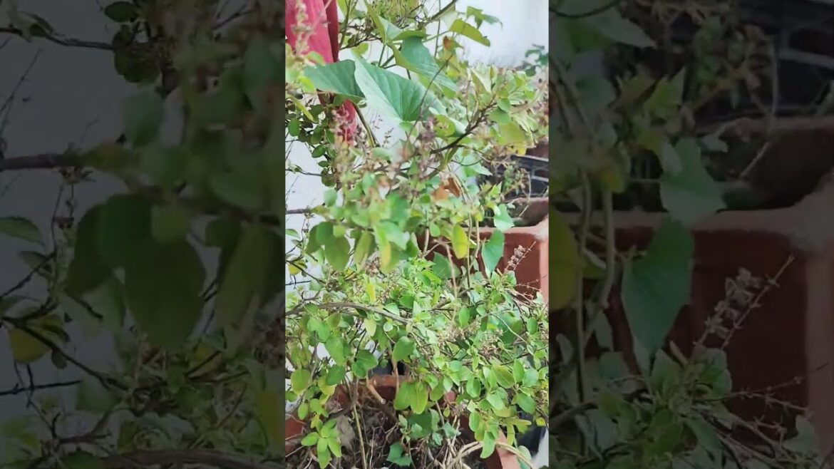 terrace garden design