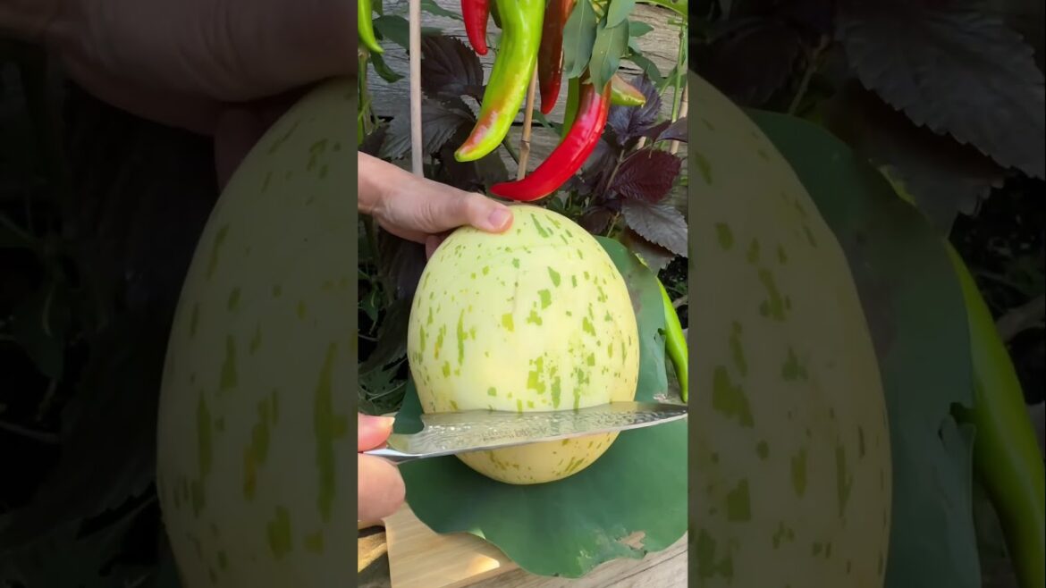 Cutting Dino Melon 🦕🍈😱 #shorts #fruit #melon #enjoy #oddlysatisfying Cutting Dino Melon 🦕🍈😱 #shorts #fruit #melon #enjoy #oddlysatisfying