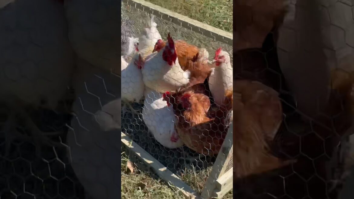 We Built a DIY Moveable Chicken Tunnel (Chunnel) Plans Now Available We Built a DIY Moveable Chicken Tunnel (Chunnel) Plans Now Available