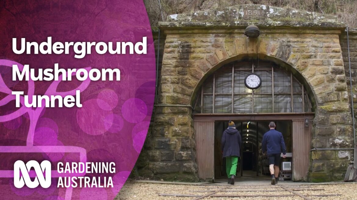 Hidden Mushroom Tunnel | Discovery | Gardening Australia