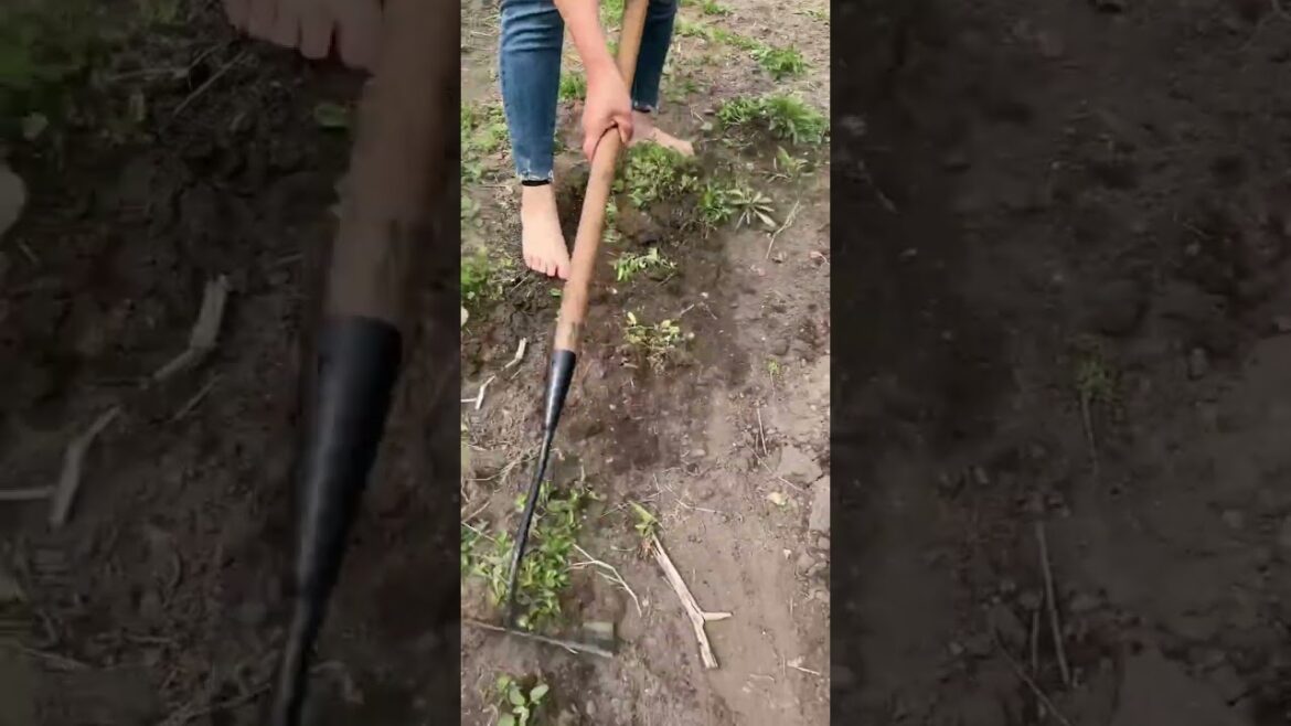 Rural Farmer of dawn over the farm #13173