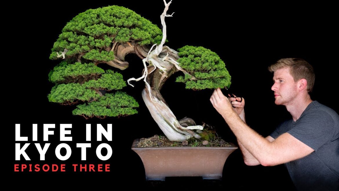 Kyoto Bonsai Garden Design and the Festival of Souls | Life in Kyoto | Episode Three Kyoto Bonsai Garden Design and the Festival of Souls | Life in Kyoto | Episode Three