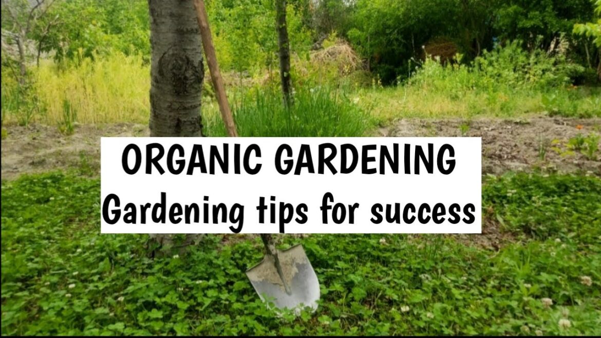 How to be an ORGANIC GARDENER: Tips for Success