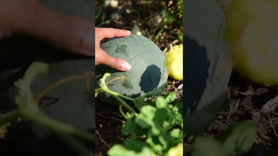 A tiny watermelon garden