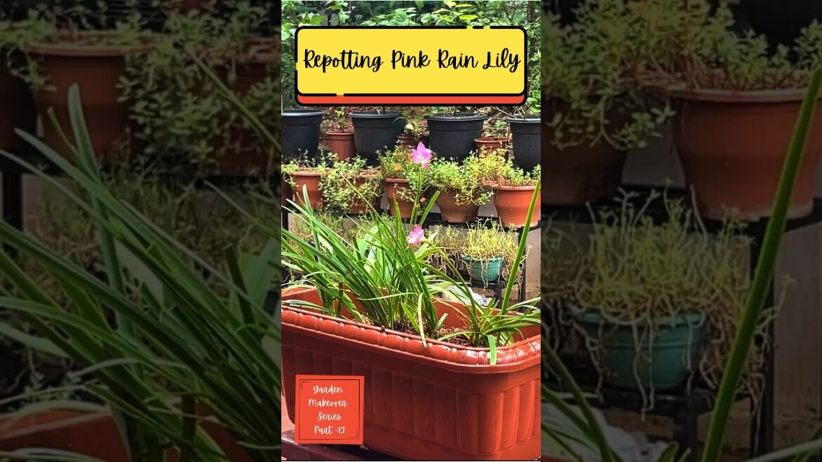 Part 12 | Repotting Pink Rain Lily | Garden Makeover Series #shorts #shortsfeed #lily #plants
