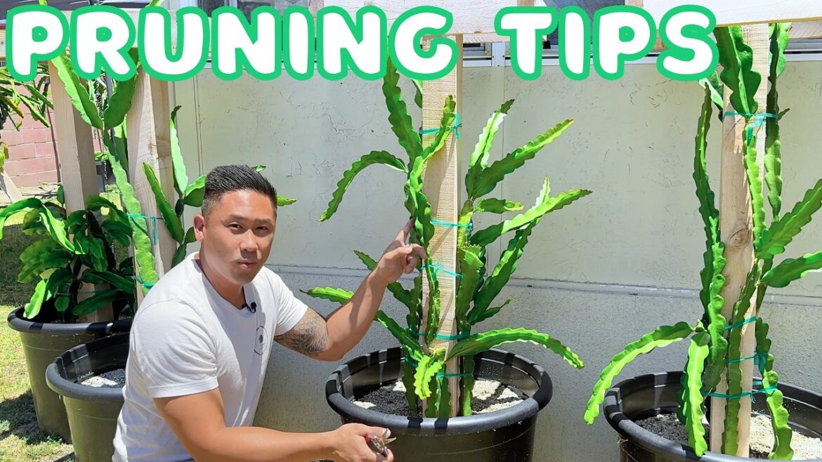 How To Trim Newly Planted Dragon Fruit Cuttings In Different Stages! Gardening Tips