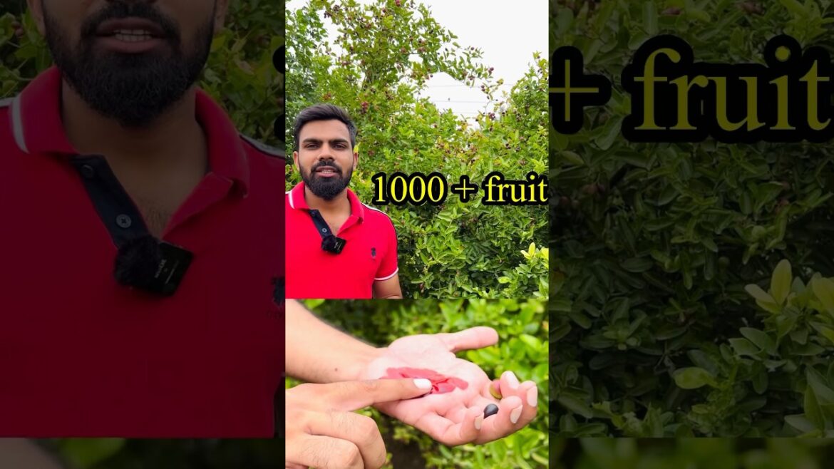 Best plant for boundary 👌 Best plant for boundary 👌