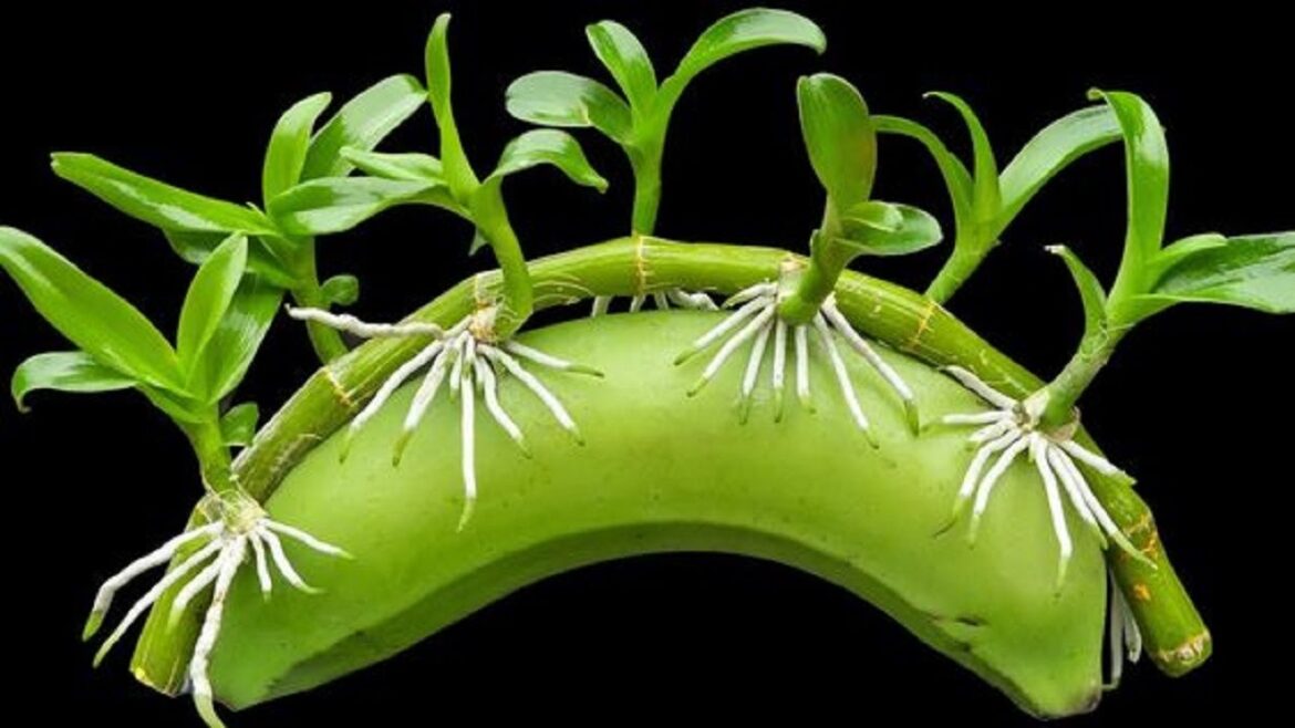 No Garden, Save Costs! Potato Growing Tips for Beginners