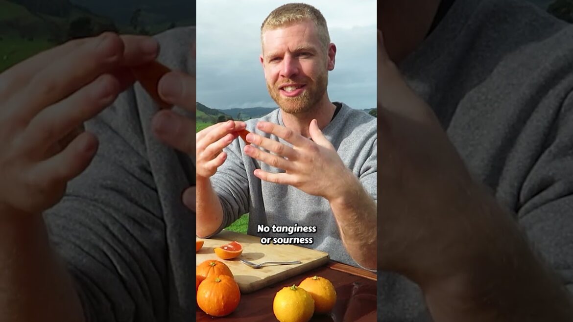 The Bizarre Citrus Fruit with No Acid – Vaniglia Sanguigno (Blood Vanilla) 🍊 The Bizarre Citrus Fruit with No Acid - Vaniglia Sanguigno (Blood Vanilla) 🍊