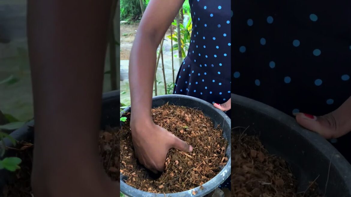 Growing long beans | Day 01 #longbean #plants #planting #vegitables #gardening #gardening #tips #cut Growing long beans | Day 01 #longbean #plants #planting #vegitables #gardening #gardening #tips #cut