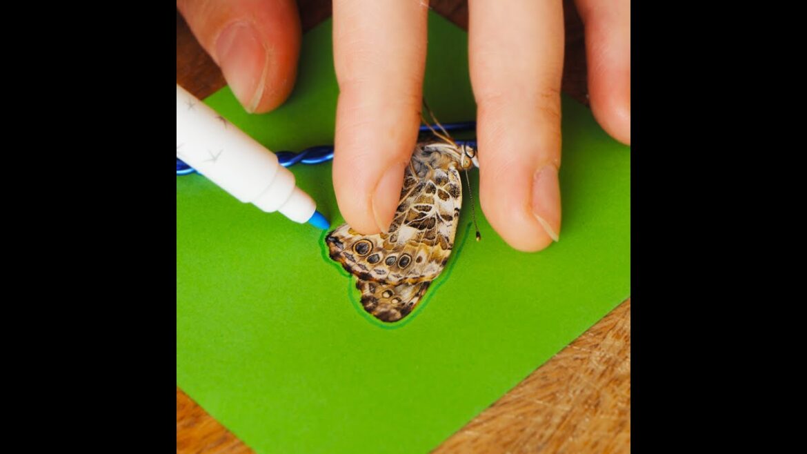 Butterfly sanctuary: DIY home! 🦋🌱