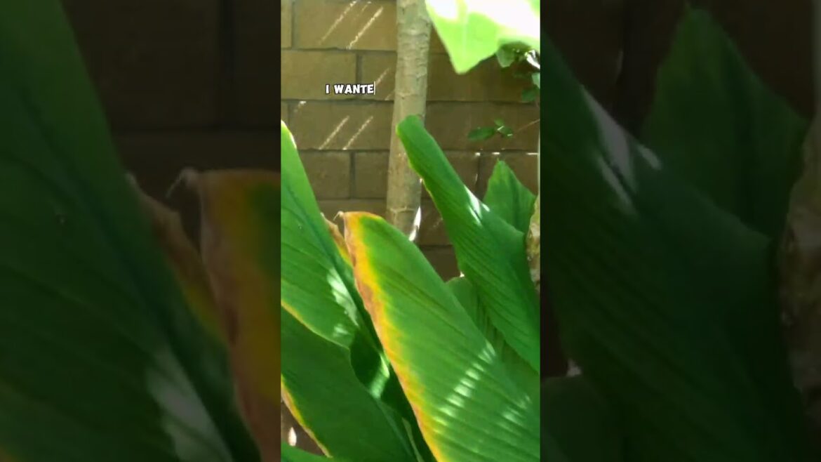 California Gardening: Container Garden Tour: Exploring a Thriving Garden in Southern California! Container Garden Tour: Exploring a Thriving Garden in Southern California!