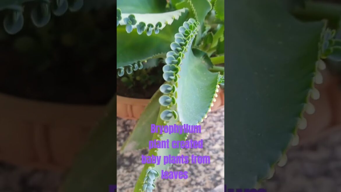 2.Bryophyllum plant creates baby plants from leaves #upscpreparation #ips #upsccoaching
