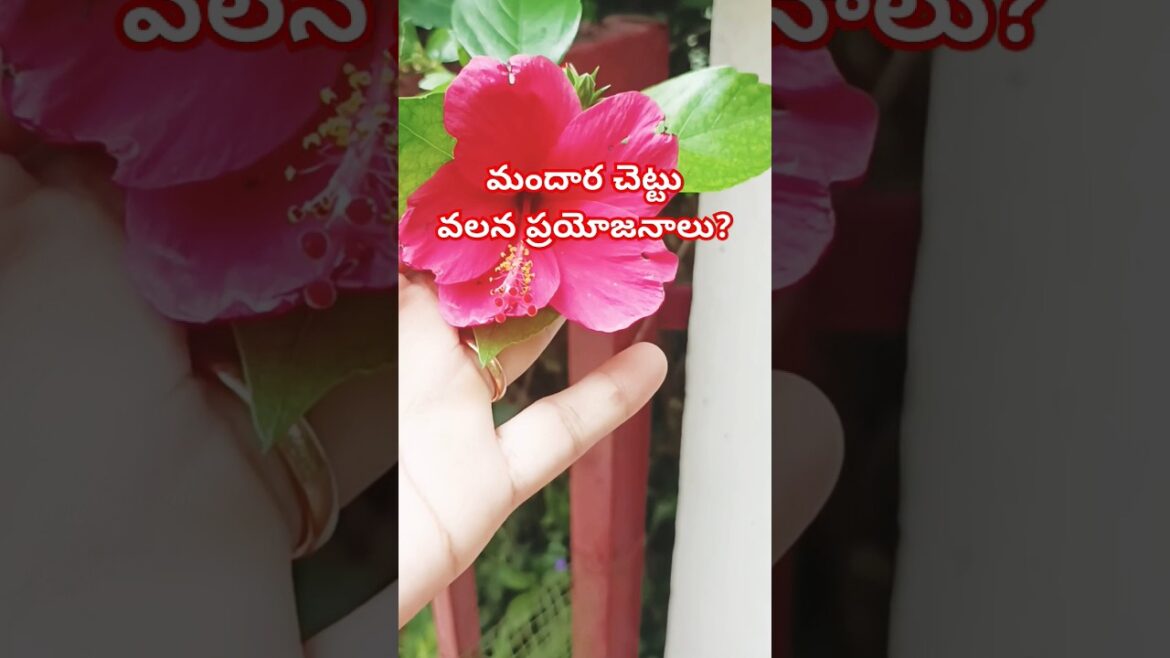 Hibiscus 🌺 hair growth tips | Hair tips #mandaram #trees #youtubeshorts #shorts #niveditha