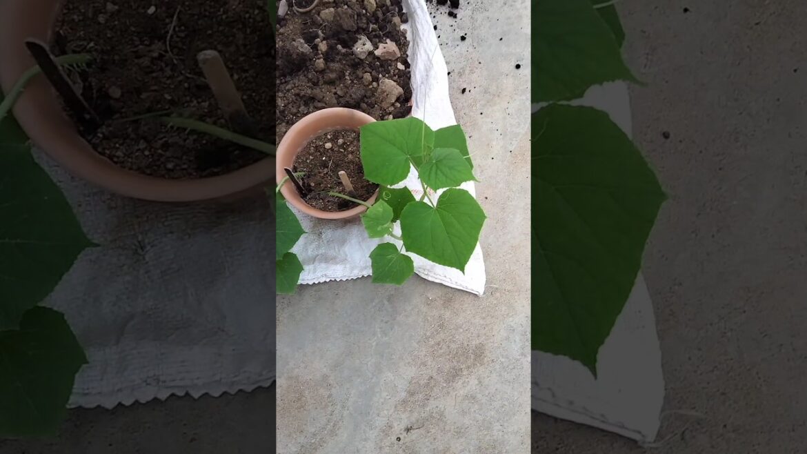 grow bag me mitti bhrne ka asan trika#shorts #ytshorts #garden #youtubeshorts