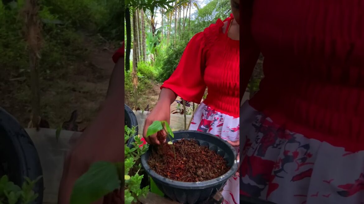 Growing long beans | Day 07 #longbean #plants #planting #vegitables #gardening #gardening #tips #cut Growing long beans | Day 07 #longbean #plants #planting #vegitables #gardening #gardening #tips #cut