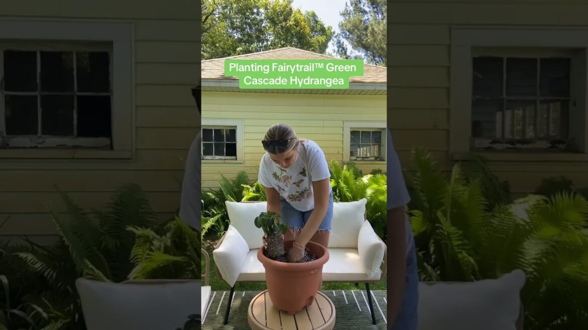 Planting a Cascade Hydrangea #garden #container #containergardening #gardener #gardenideas #plant