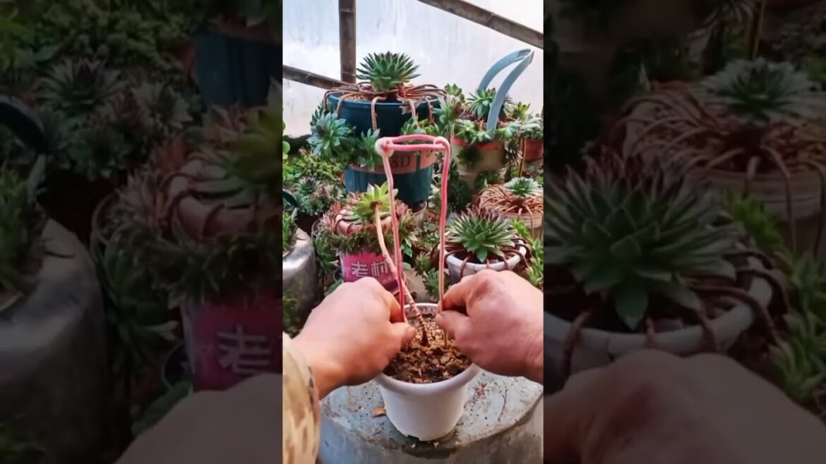 Dive Into 2024's Top Garden Trends 🌿 Explore Lush Greenery & Exotic Blooms!