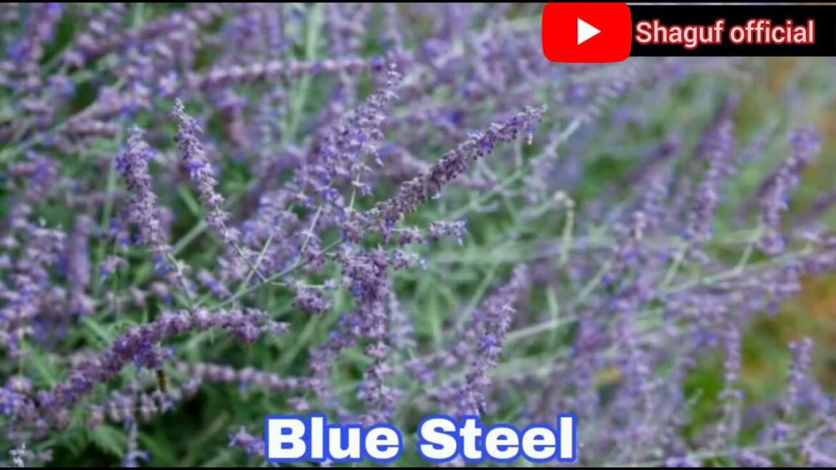 11 Varieties of Russian Sage Flower For Your Garden