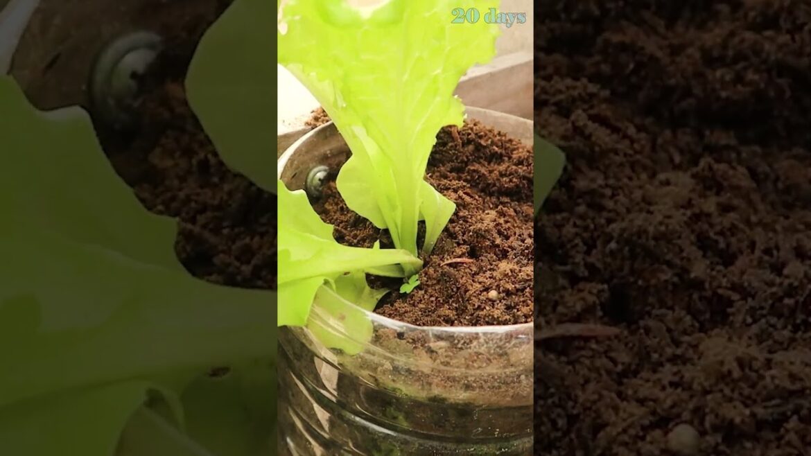 Very cute mini vegetable garden from recycling plastic bottles, not everyone knows