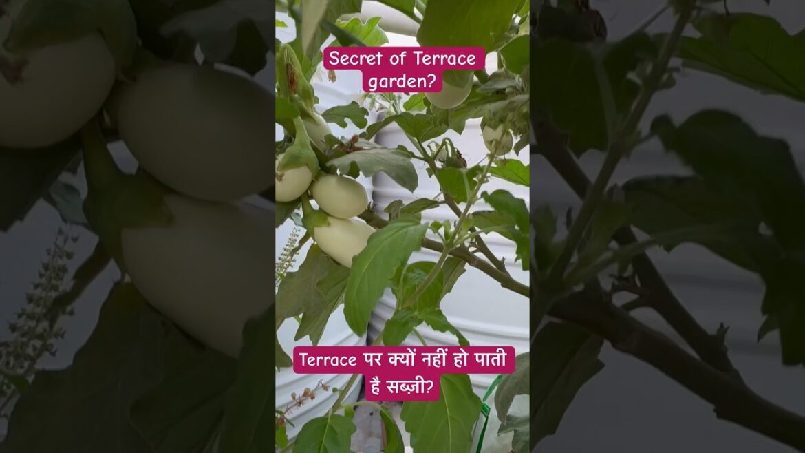 #terracegardening #tips #soilmixture #vegetablegardening #organicgardening #brinjal #terracegardening #tips #soilmixture #vegetablegardening #organicgardening #brinjal