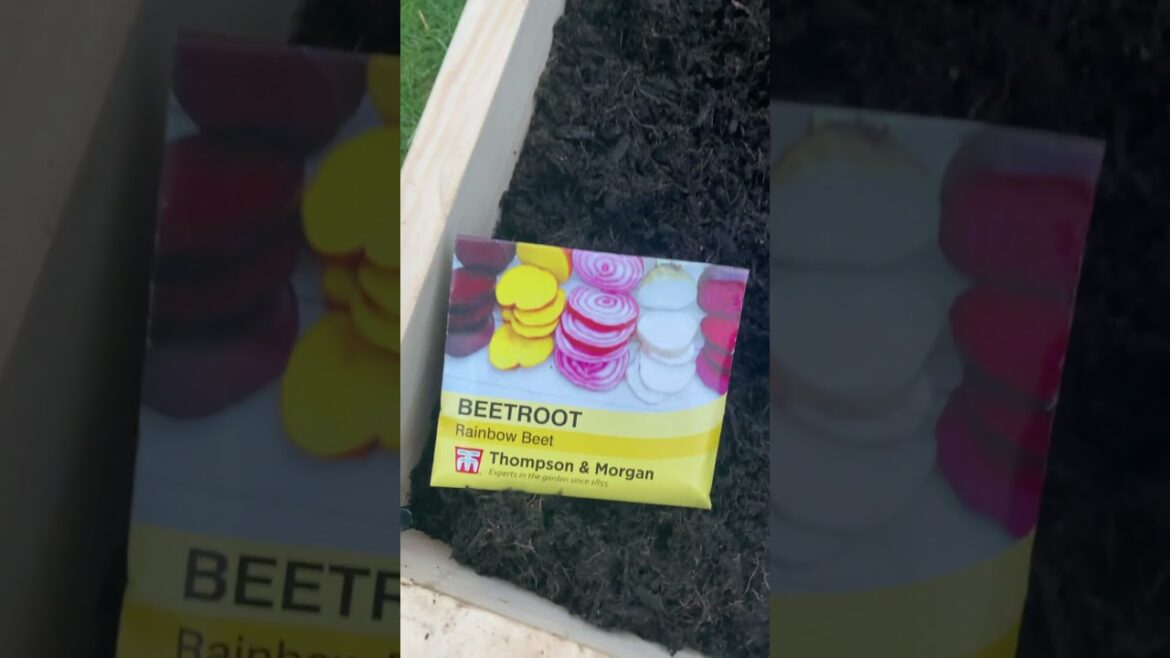 WHAT YOU GROWING?? #growyourownfood #organicgardening #gardeningtips #gardeningvideos #gardener