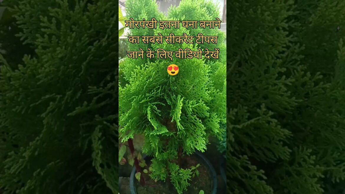 morpankhi ko kaise dhyan rakhenge /tips for plant care /how to grow morpankhi plant at home/#shorts morpankhi ko kaise dhyan rakhenge /tips for plant care /how to grow morpankhi plant at home/#shorts