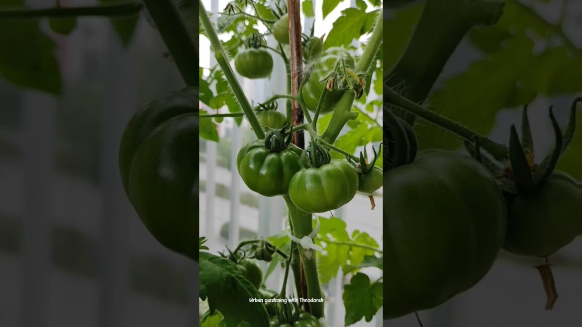 🍅🦋🐝 Growing Tomatoes in small Balcony container Garden|| #garden #balconygarden #farming  #farmer