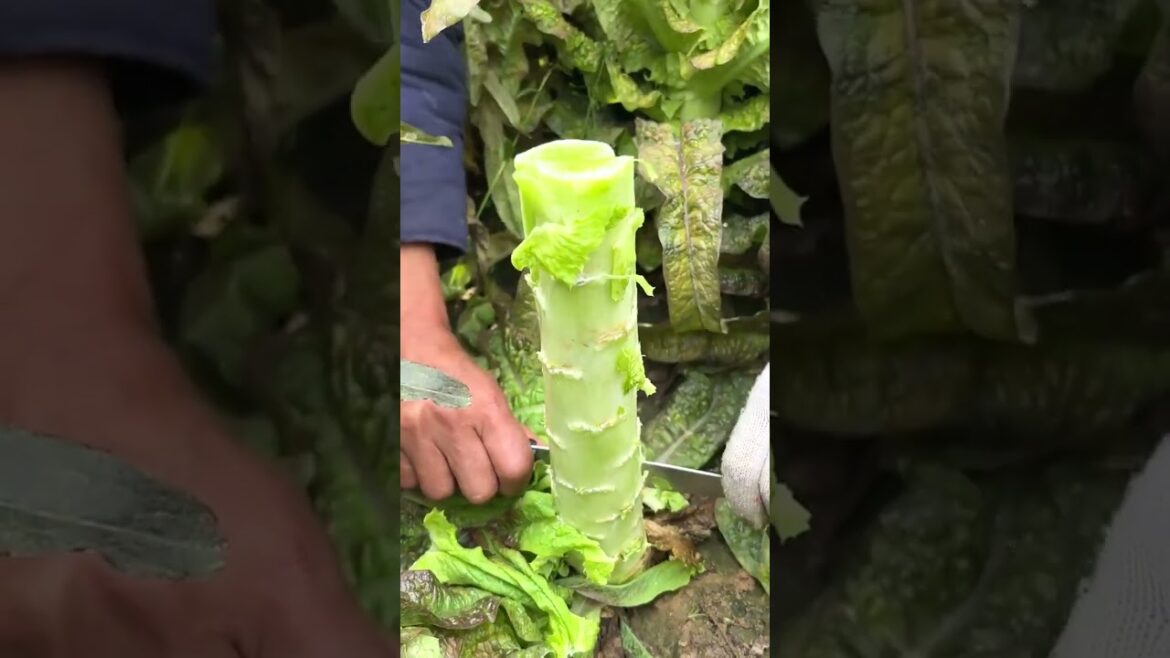 6712 🍃🌺🍌🌾🌳 #gardening #fruit #farm #agriculture #fruits