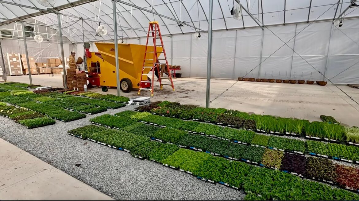 Our Largest Order of Annuals EVER!