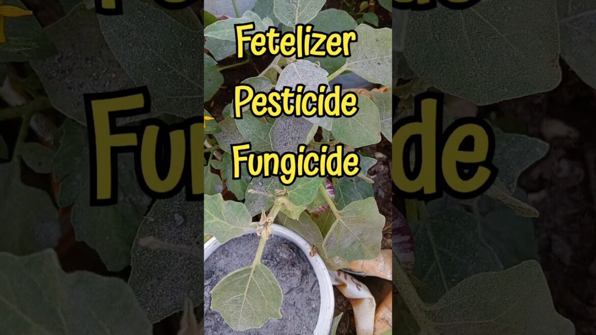 Ash uses for plants#Anusha gardener #shorts#ytshorts#viral shorts#treanding #grow #plant #gardening😄