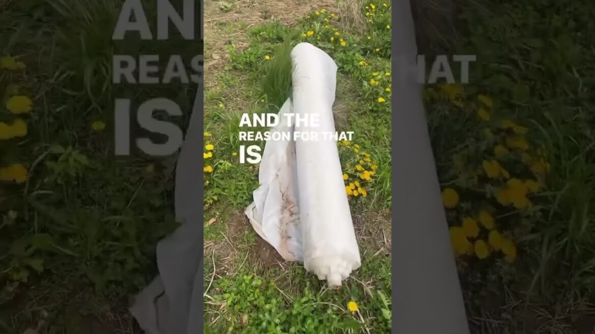 Organic Pest Control on a Vegetable Farm #agriculture #organicgardening #marketgardening #homestead