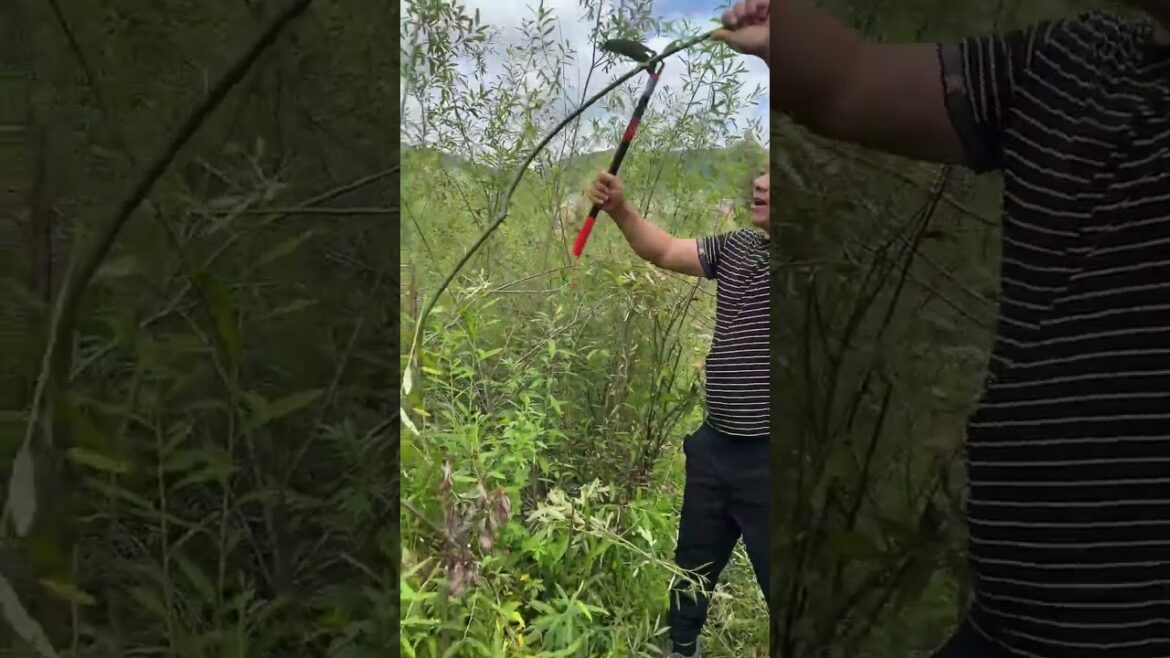 Rural Farmer of tilling the earth #16855