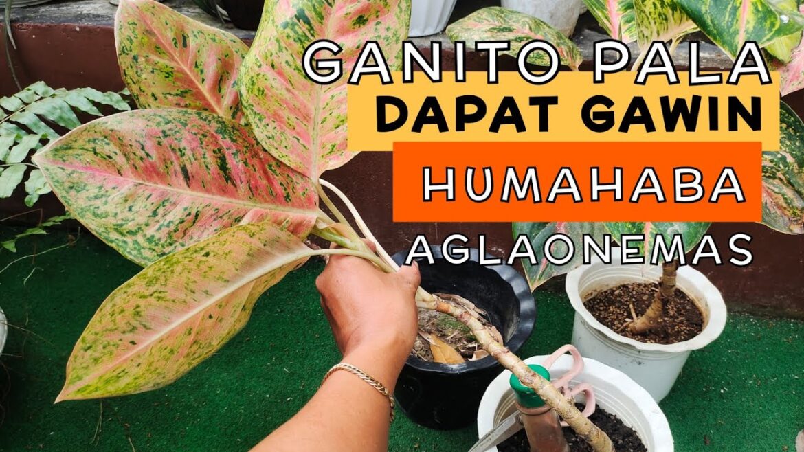 SIMPLE GARDEN TIPS FOR ELONGATED AGLAONEMA PLANTS