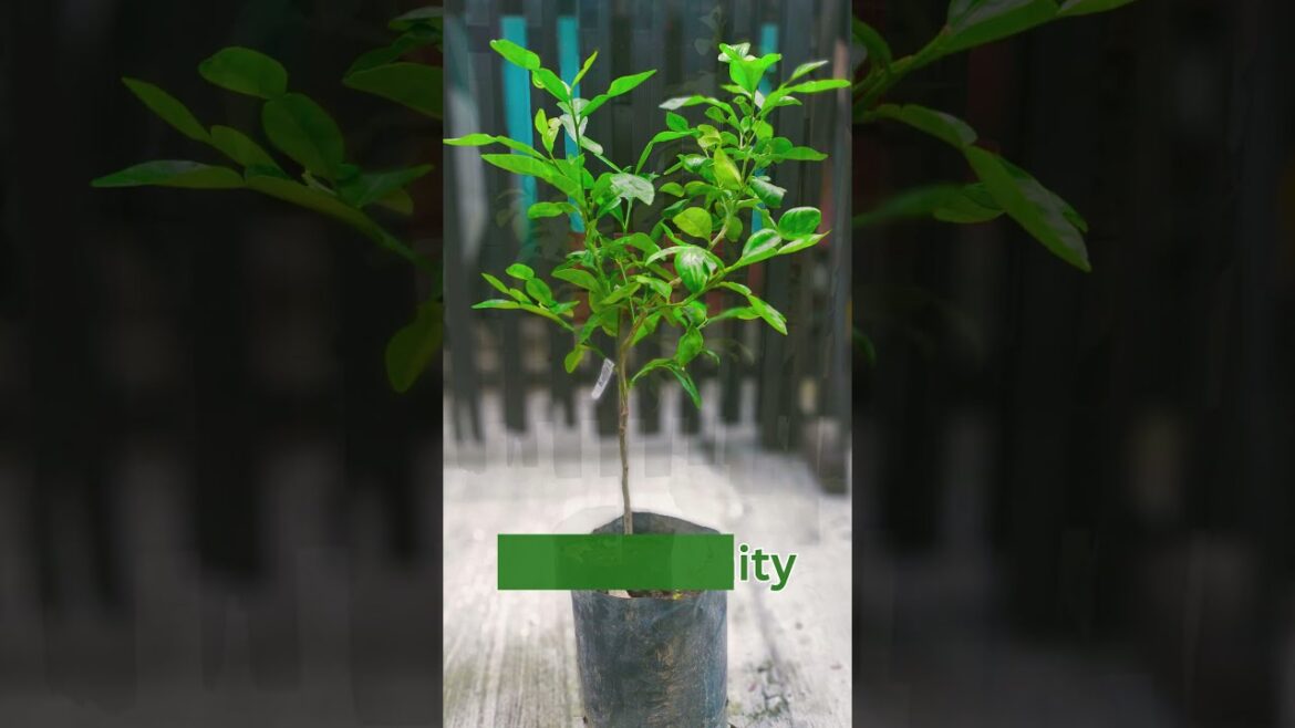 🌿 See Content | A "Grafted" Kaffir Lime Tree offers several advantages over Growing trees from Seeds
