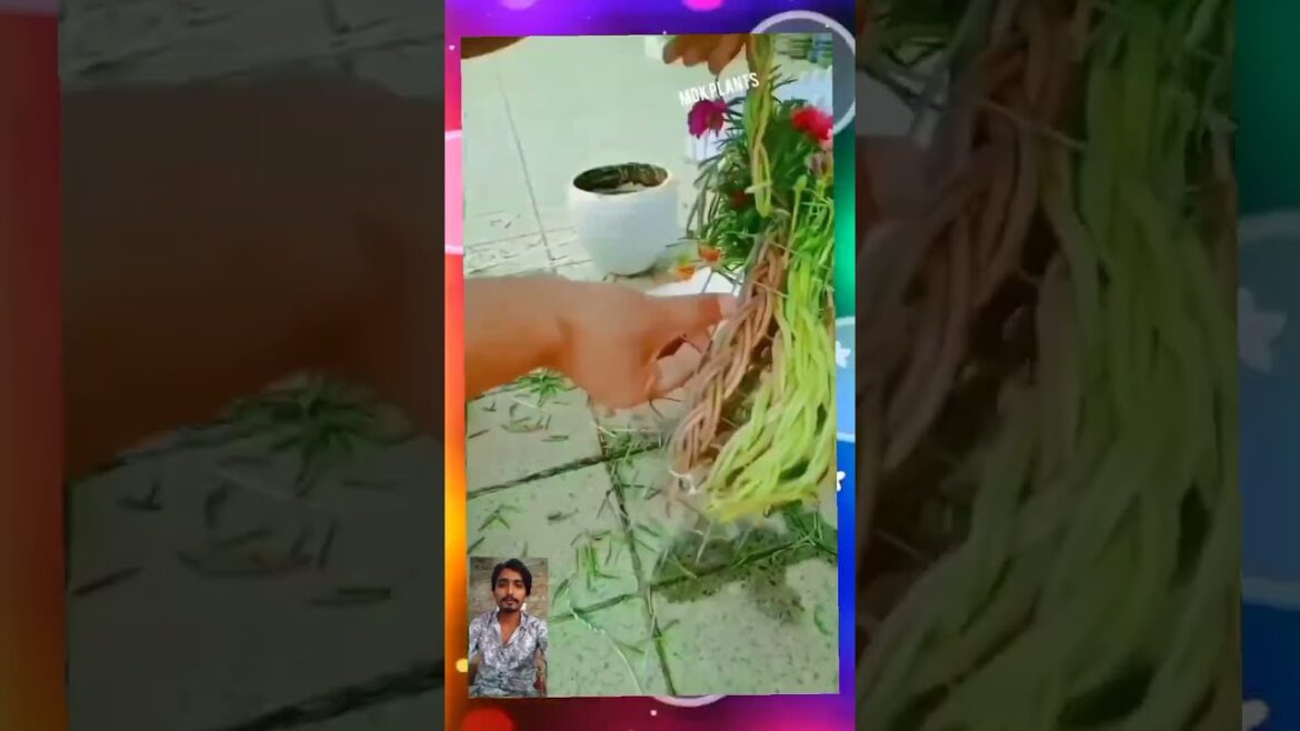 best plans decoration ideas Home #plants #gardening #trending #home #decoration #ideas #seed #garden best plans decoration ideas Home #plants #gardening #trending #home #decoration #ideas #seed #garden