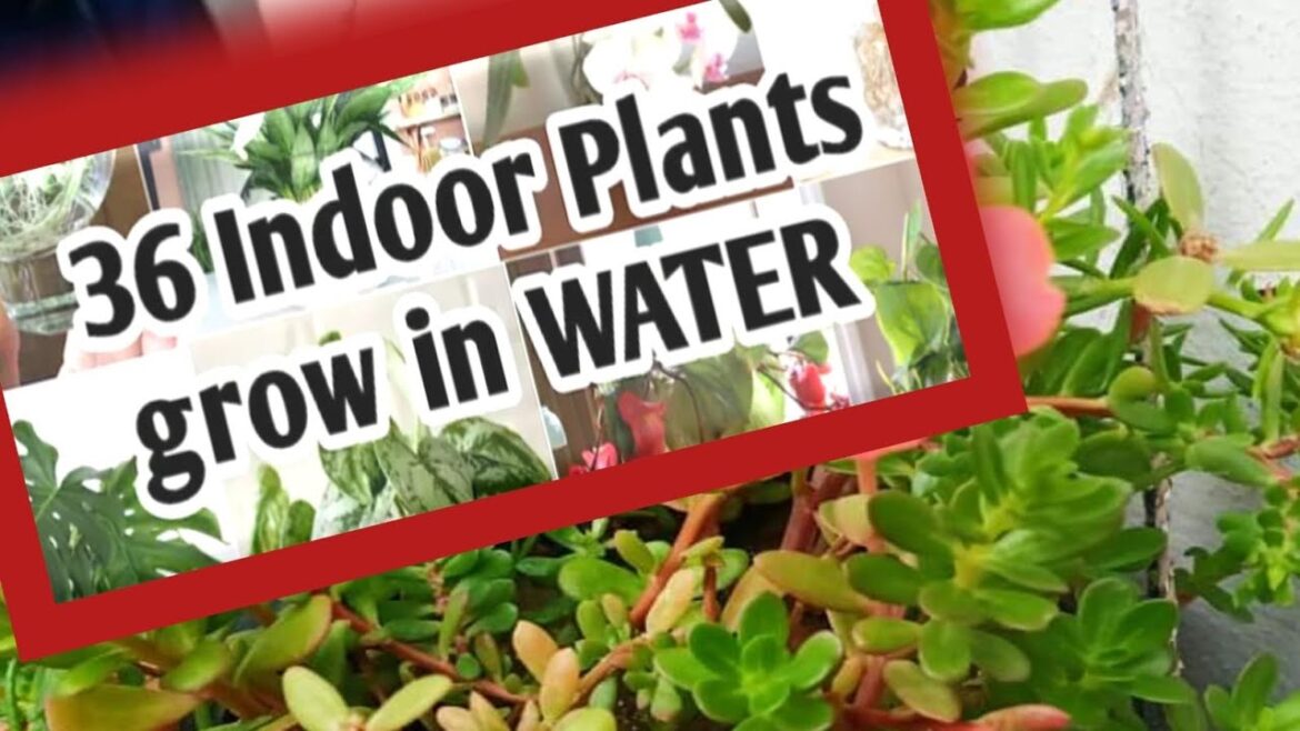 36 INDOOR PLANTS GROW IN WATER. KITCHEN GARDEN TIPS 😋 😍