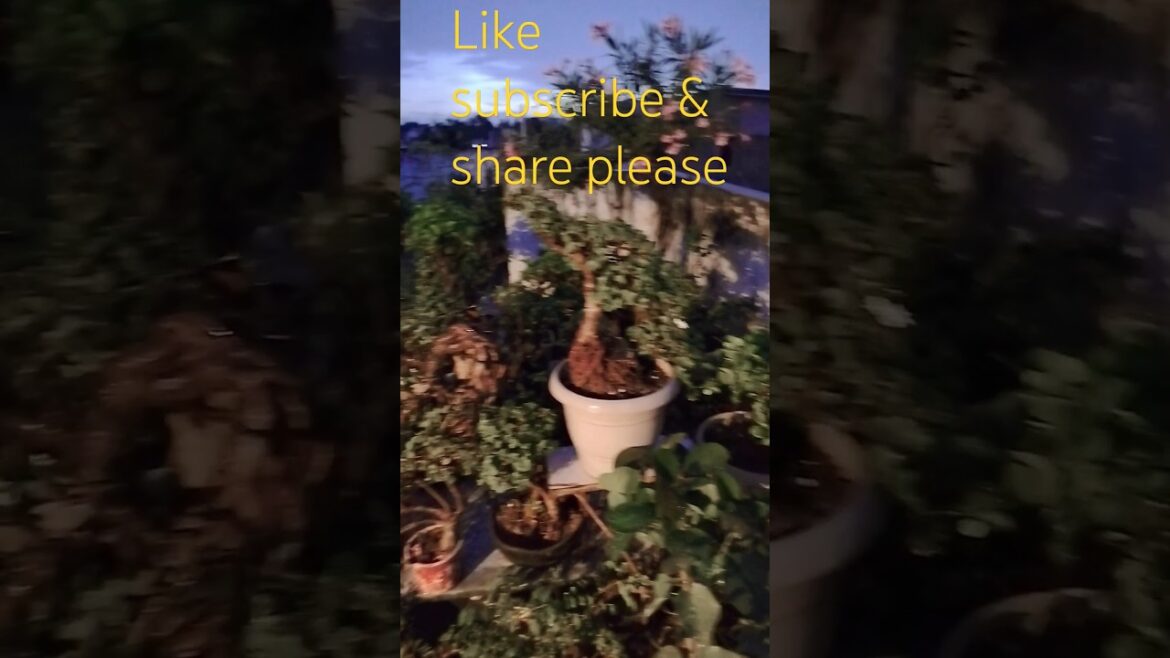 Beautiful view of season on my terrace 27 Aug 2024 #youtubeshorts #shortsviral #videoviral #topiary