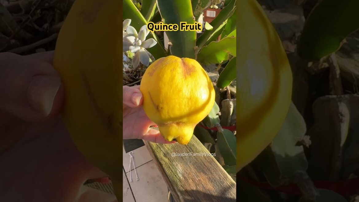 Let’s Try Quince Fruit Cutting #shorts #shortvideo #fruit #satisfying #enjoy Let’s Try Quince Fruit Cutting #shorts #shortvideo #fruit #satisfying #enjoy
