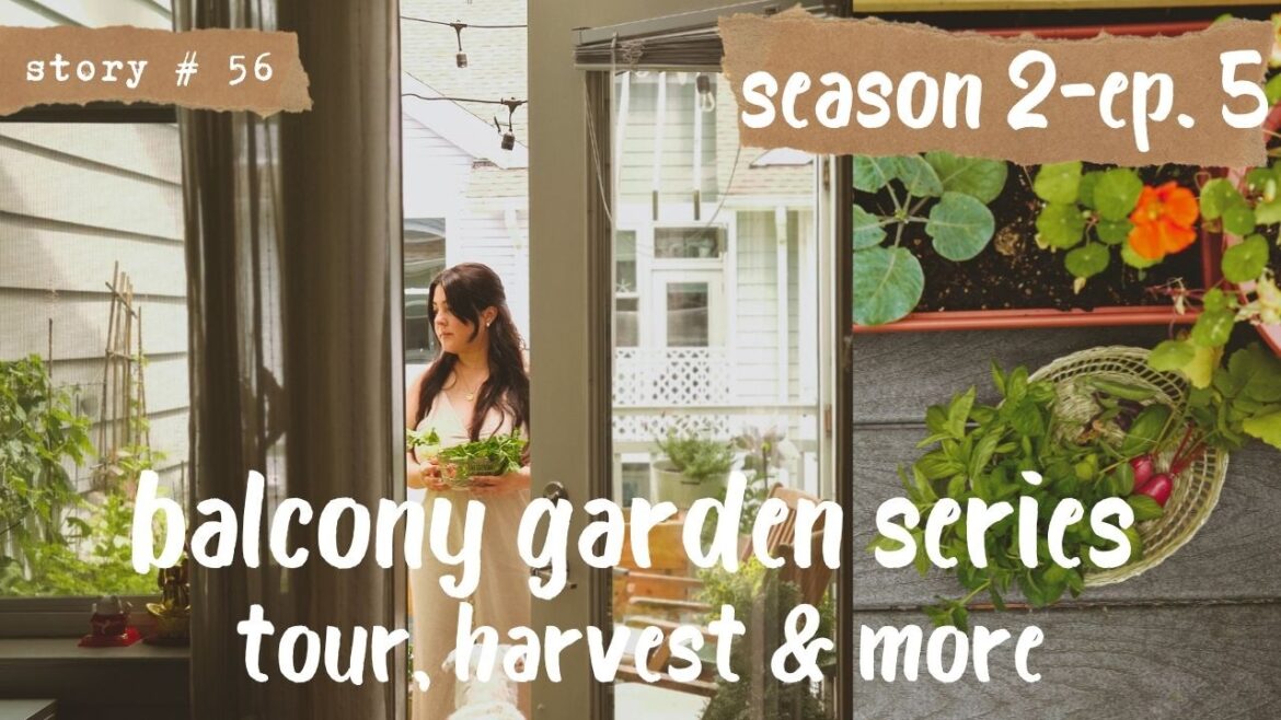 π©π»βπΎ Balcony Gardening | Container Gardening | Growing Vegetables in My Small Balcony | S2 Part 5 π©π»βπΎ Balcony Gardening | Container Gardening | Growing Vegetables in My Small Balcony | S2 Part 5