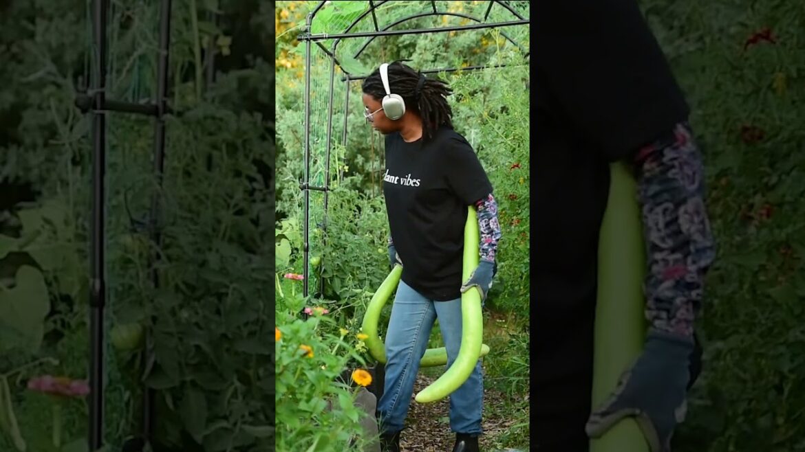 Harvesting the biggest squash I have ever grown!! #gardenharvest Harvesting the biggest squash I have ever grown!! #gardenharvest